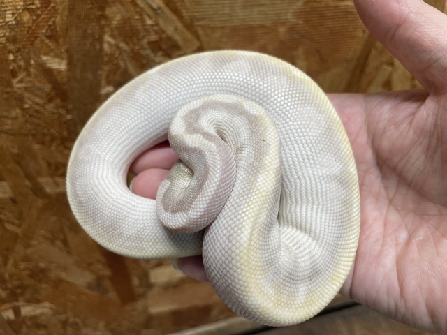 ボールパイソン（スーパーモハベ）（No.2）