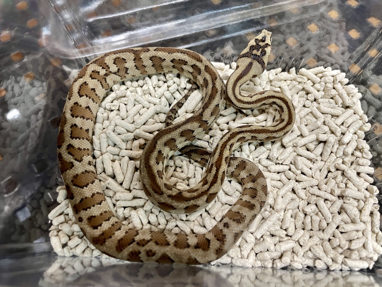 カーペットパイソン（キャラメルジャガー）(1)