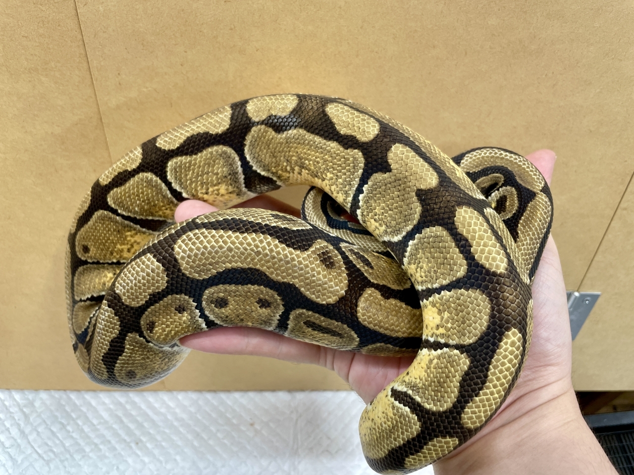 ボールパイソン（エンチhetクラウン）(2)