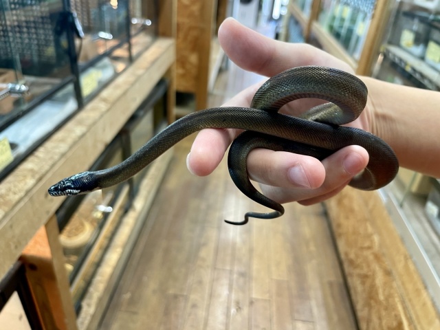 アルバーティスパイソン（マノクワリブラック）