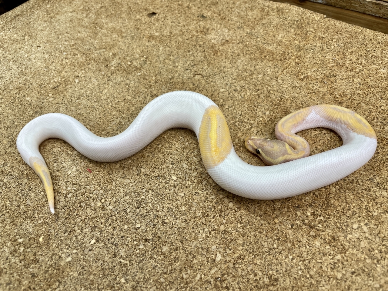 ボールパイソン（バナナパイ80％ホワイト）（No.4）(2)