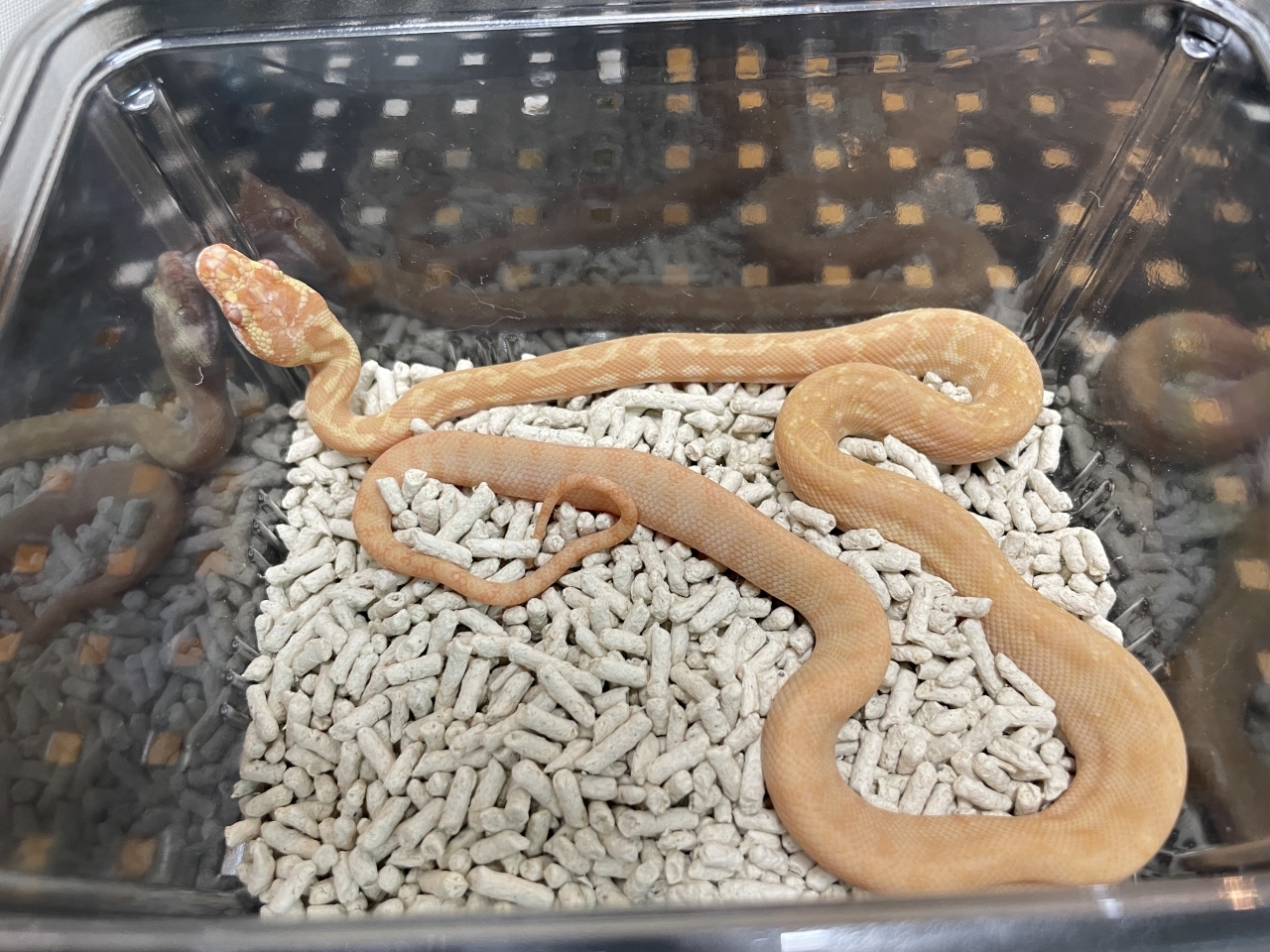 カーペットパイソン（アルビノレッドライン）(1)