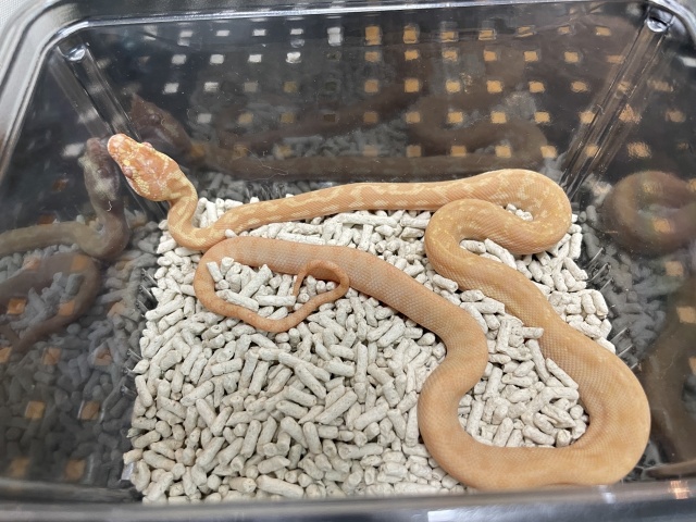 カーペットパイソン（アルビノレッドライン）