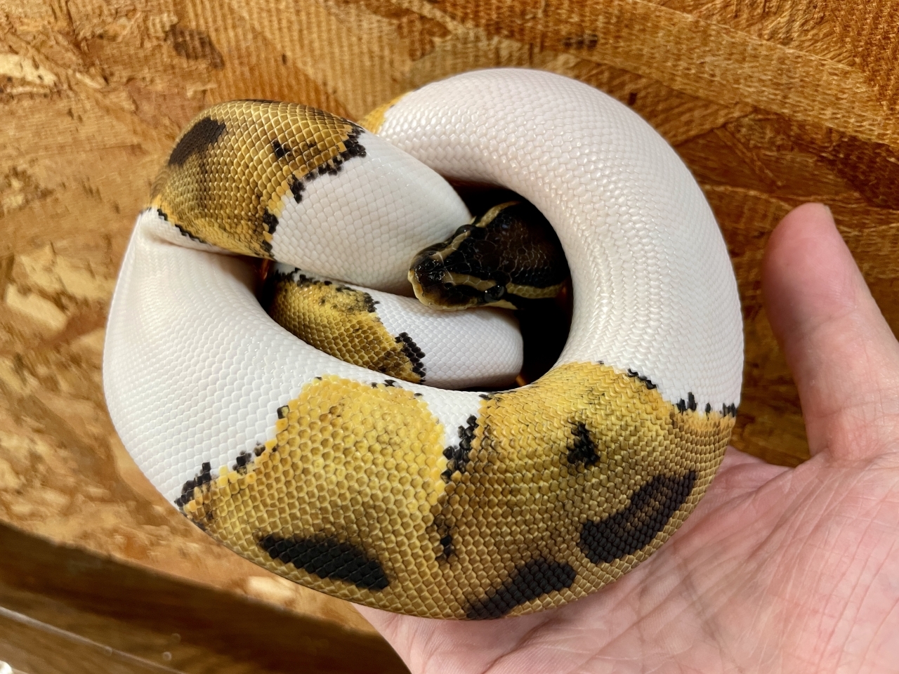 ボールパイソン（パイhetアルビノ）(3)