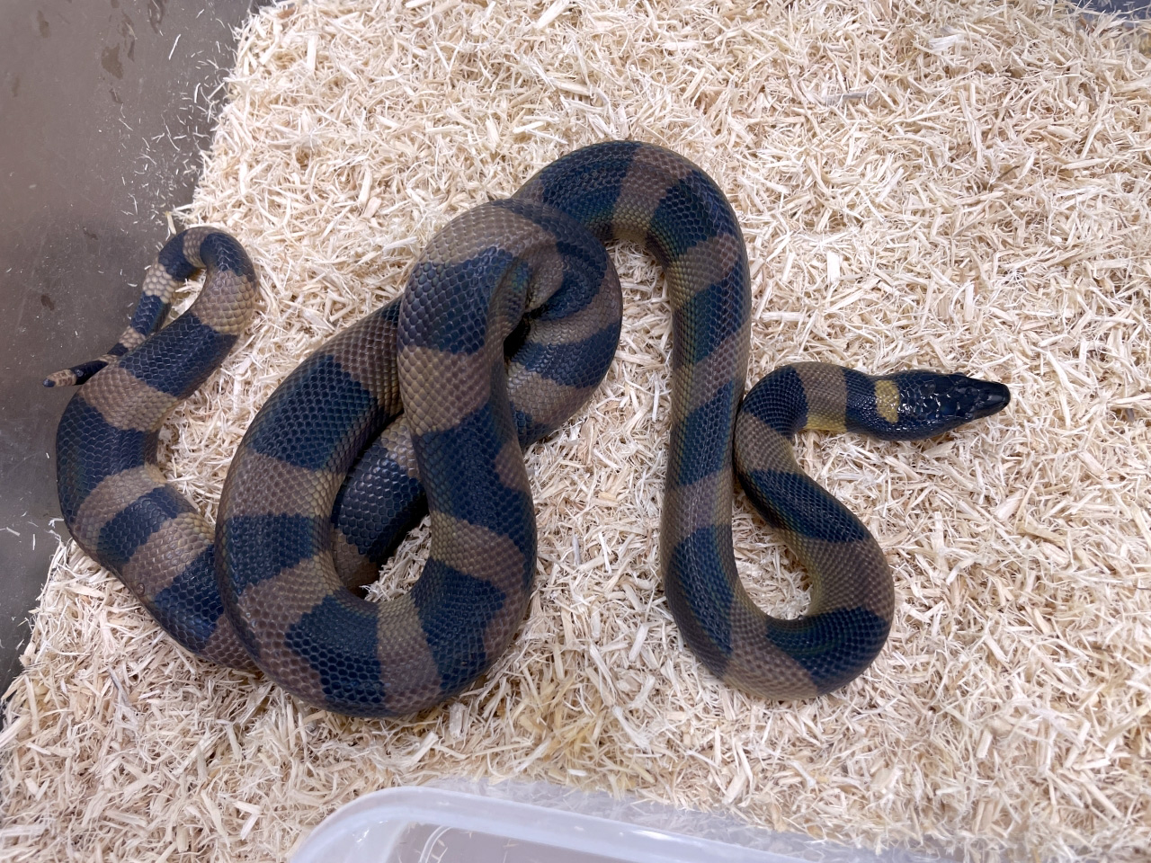 リングパイソン(1)