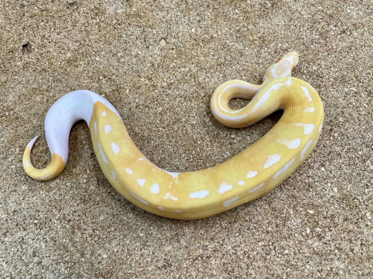 ボールパイソン（アルビノパイ20％ホワイト）（No.35）(2)