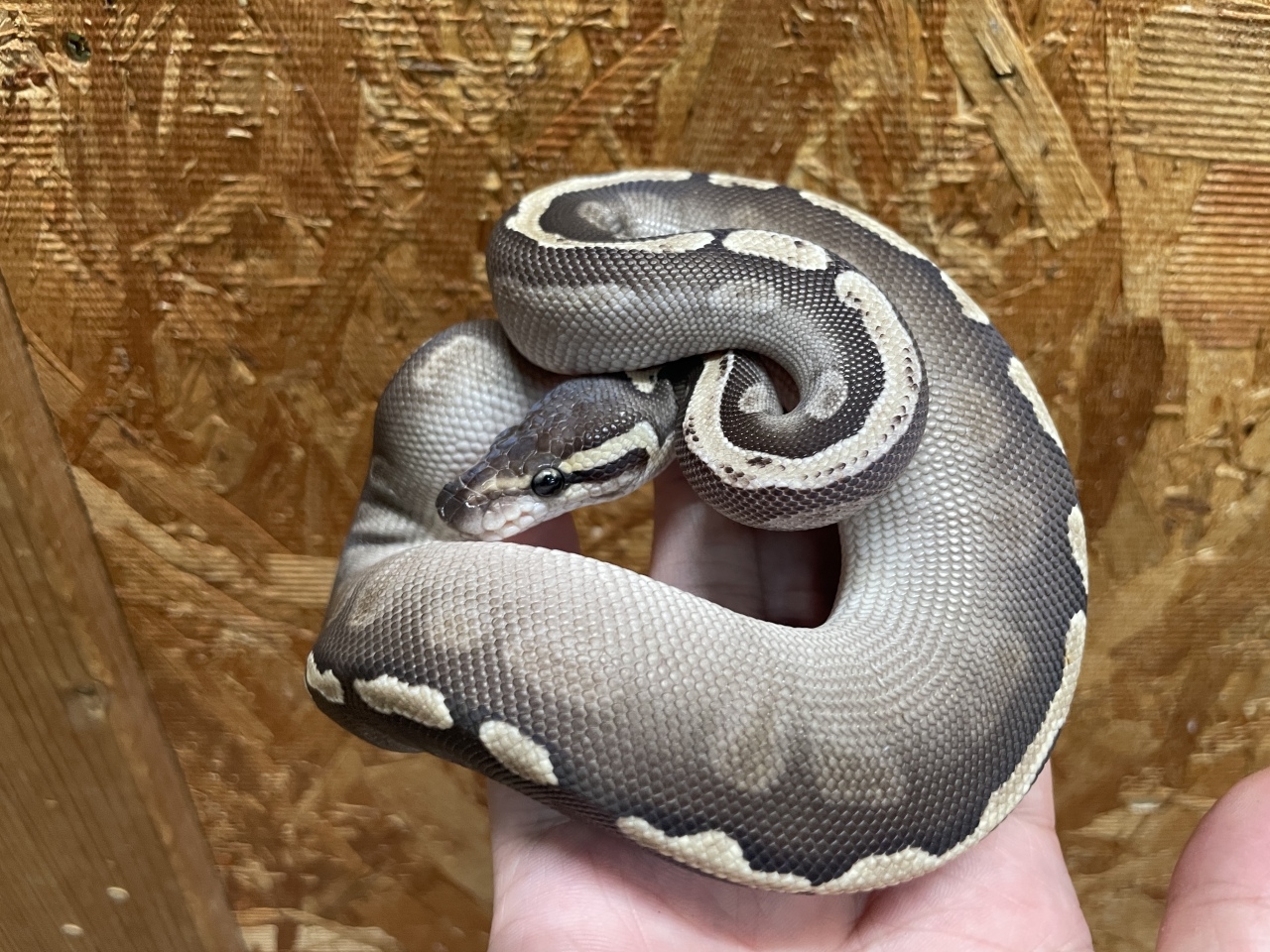 ボールパイソン（GHIモハベ）（No.2）(1)