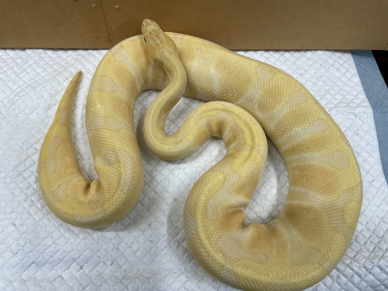 ボールパイソン（エンチラベンダー）(1)