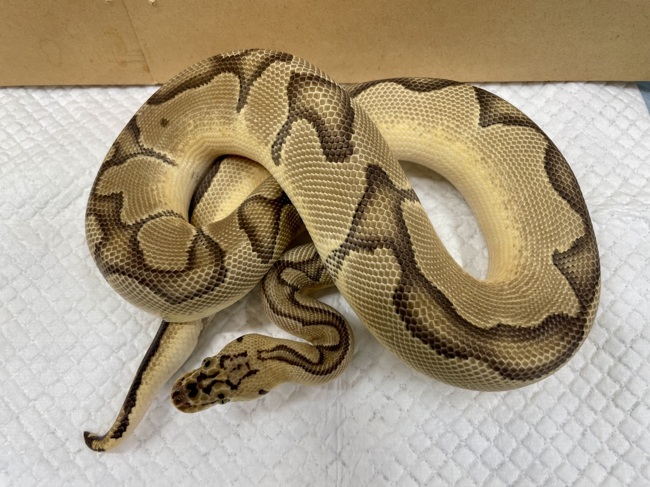 ボールパイソン（パステルエンチクラウン）(1)