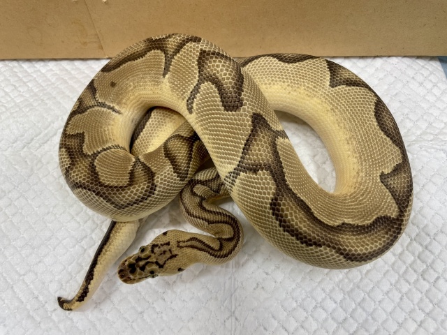 ボールパイソン（パステルエンチクラウン）