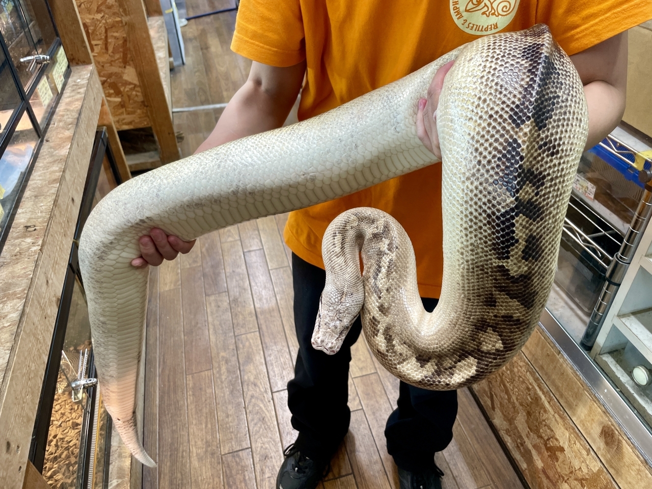 マラヤンブラッドパイソン（アイボリー）(1)