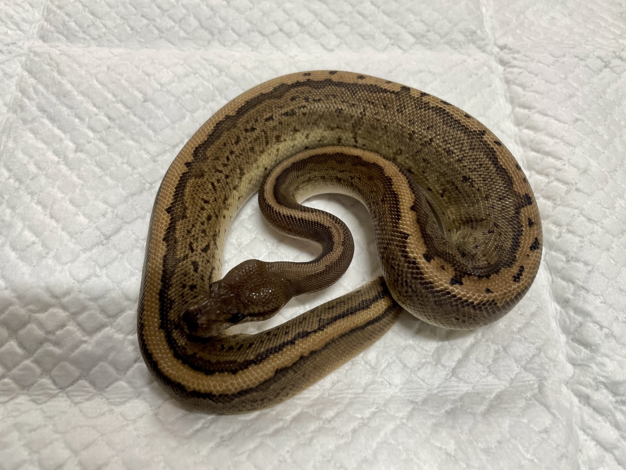 ボールパイソン（ピンストブラックパステル）(1)