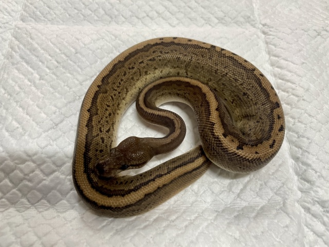 ボールパイソン（ピンストブラックパステル）