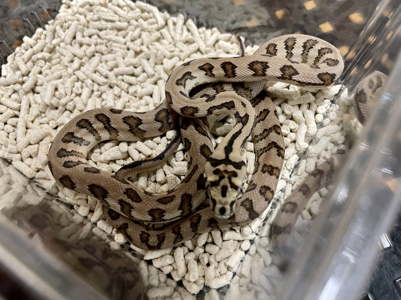 カーペットパイソン（ジャガーhetグラナイト）(2)