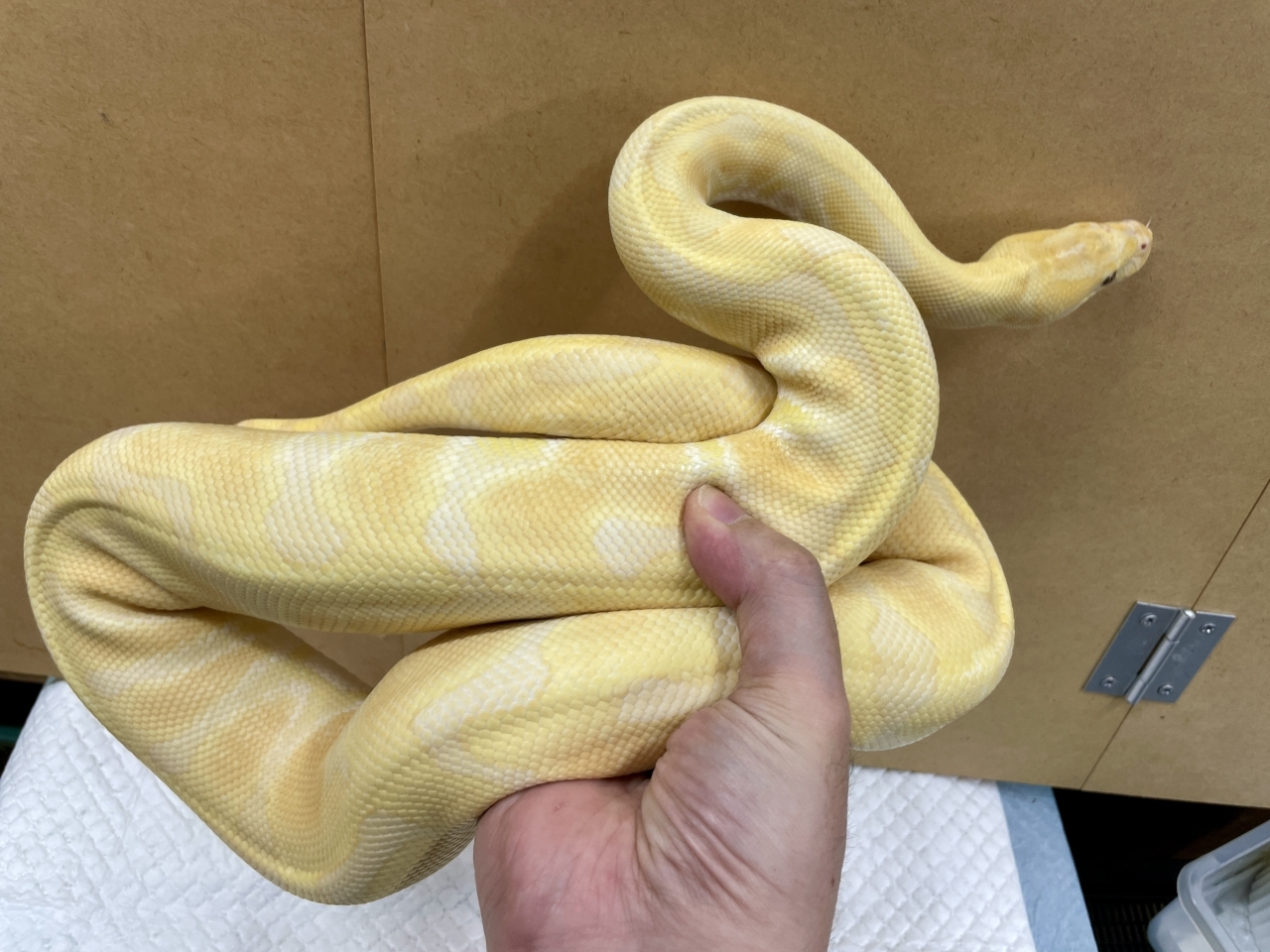 ボールパイソン（エンチラベンダー）(2)