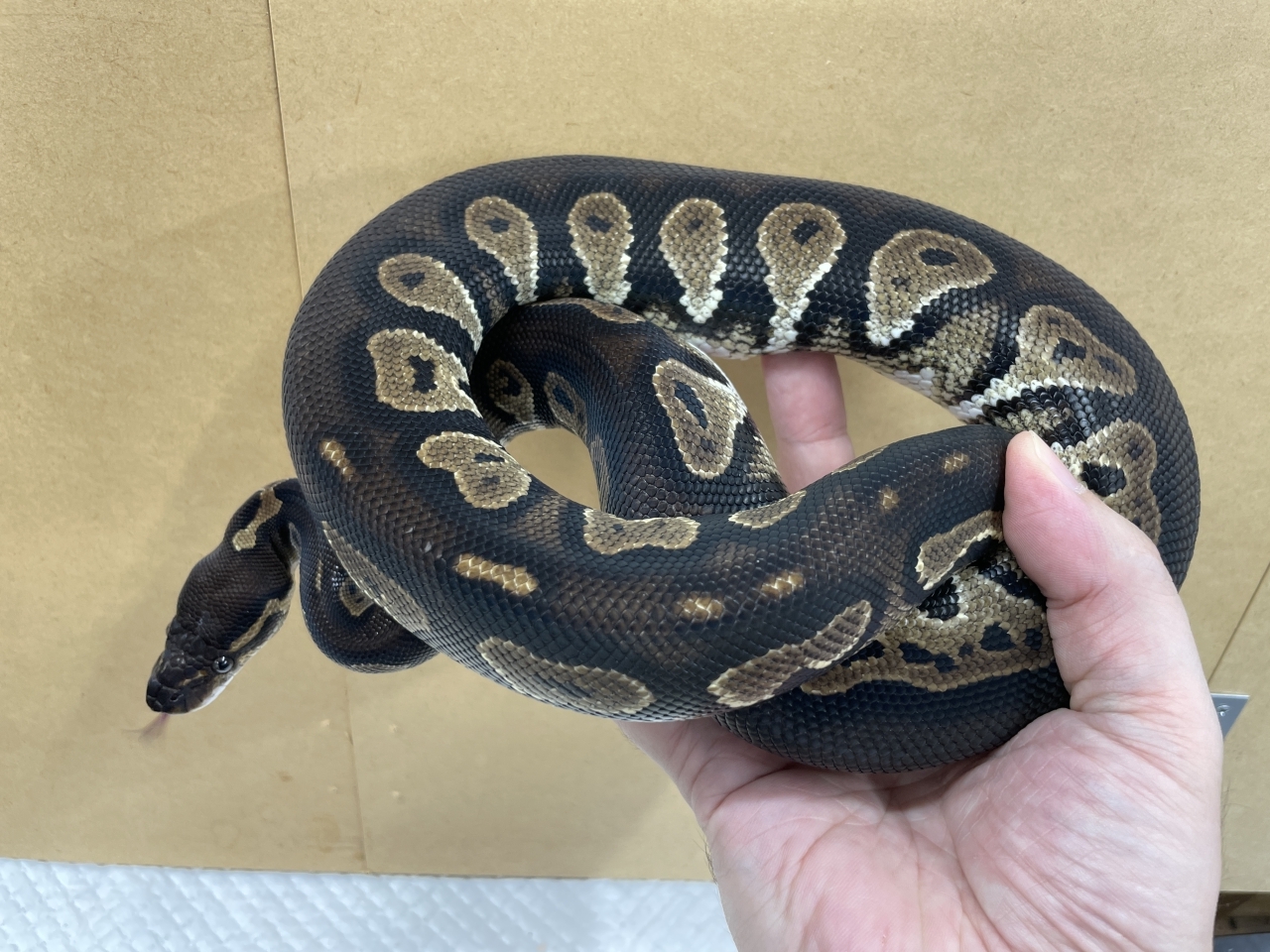 ボールパイソン（スーパーブラックヘッド66%クラウン）(2)