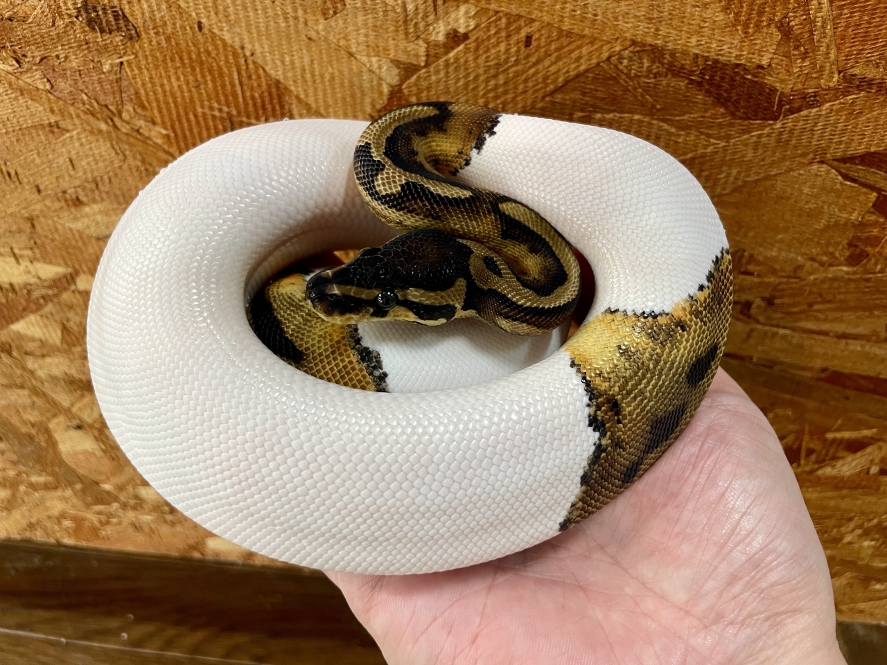 ボールパイソン（パイhetアルビノ）(2)