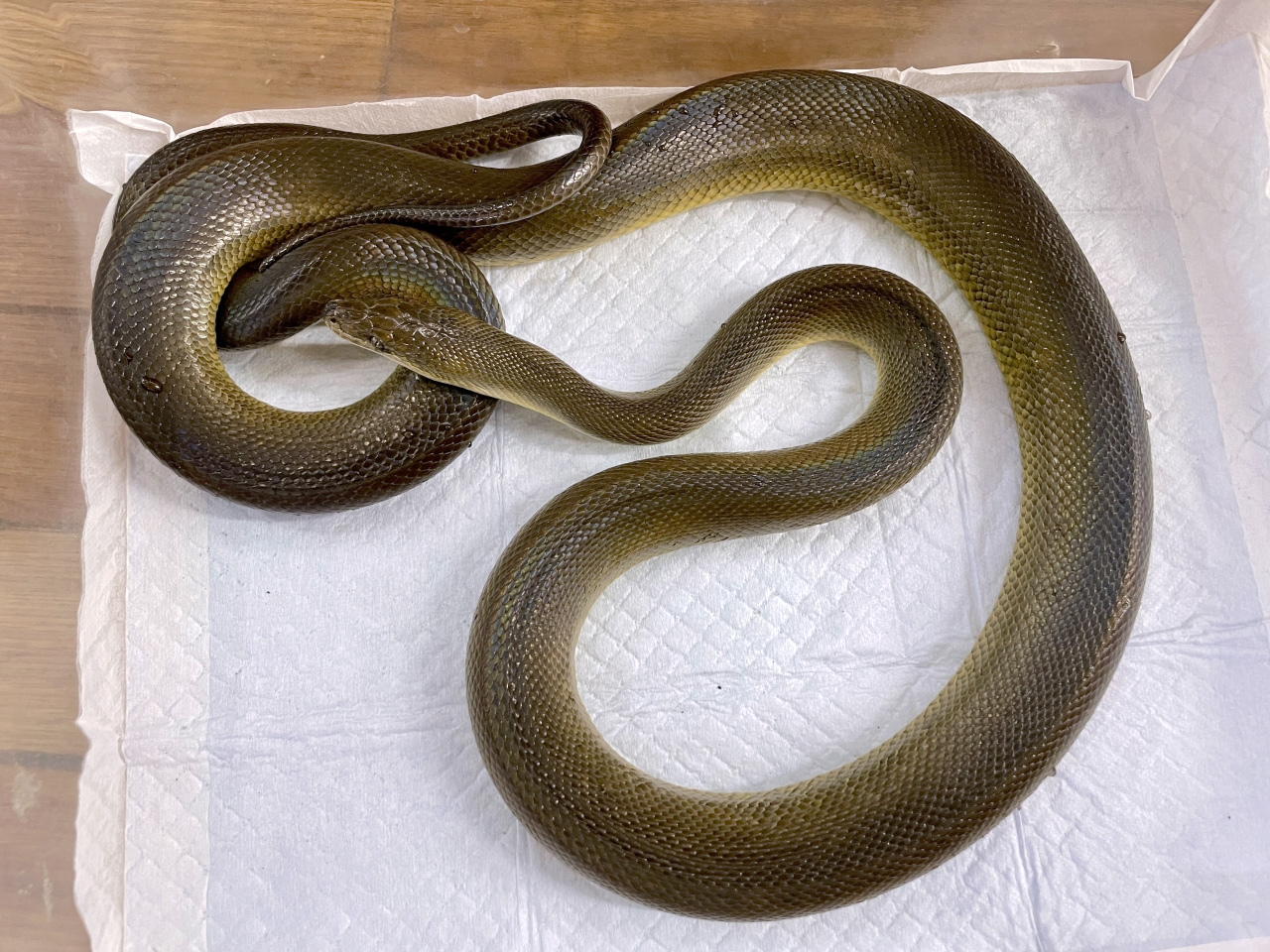 ウォーターパイソン(1)