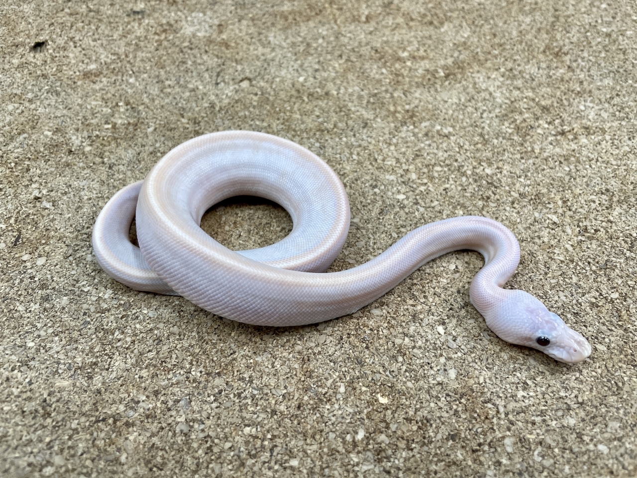 ボールパイソン（スーパーバナナ possシナモンジェネティックストライプ）（No.25）(1)