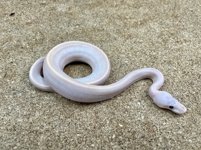 ボールパイソン（スーパーバナナ possシナモンジェネティックストライプ）（No.25）