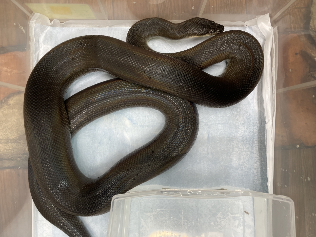 ウォーターパイソン(1)