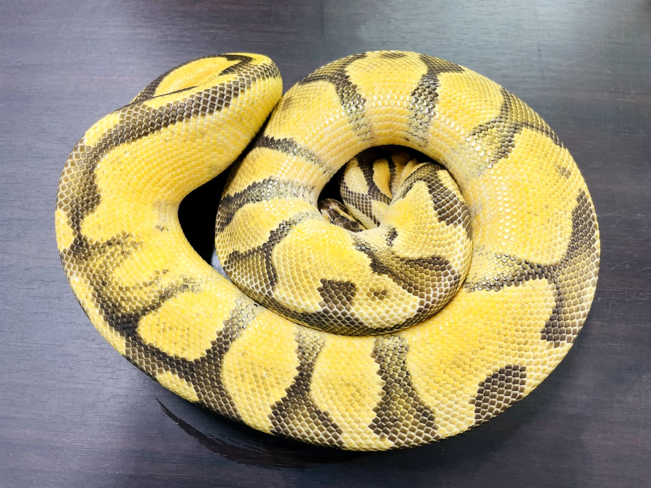 ボールパイソン（パステルエンチファイア）(2)