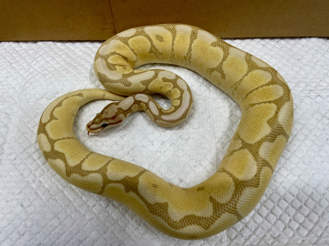 ボールパイソン（バナナモハベスパイダー）(1)
