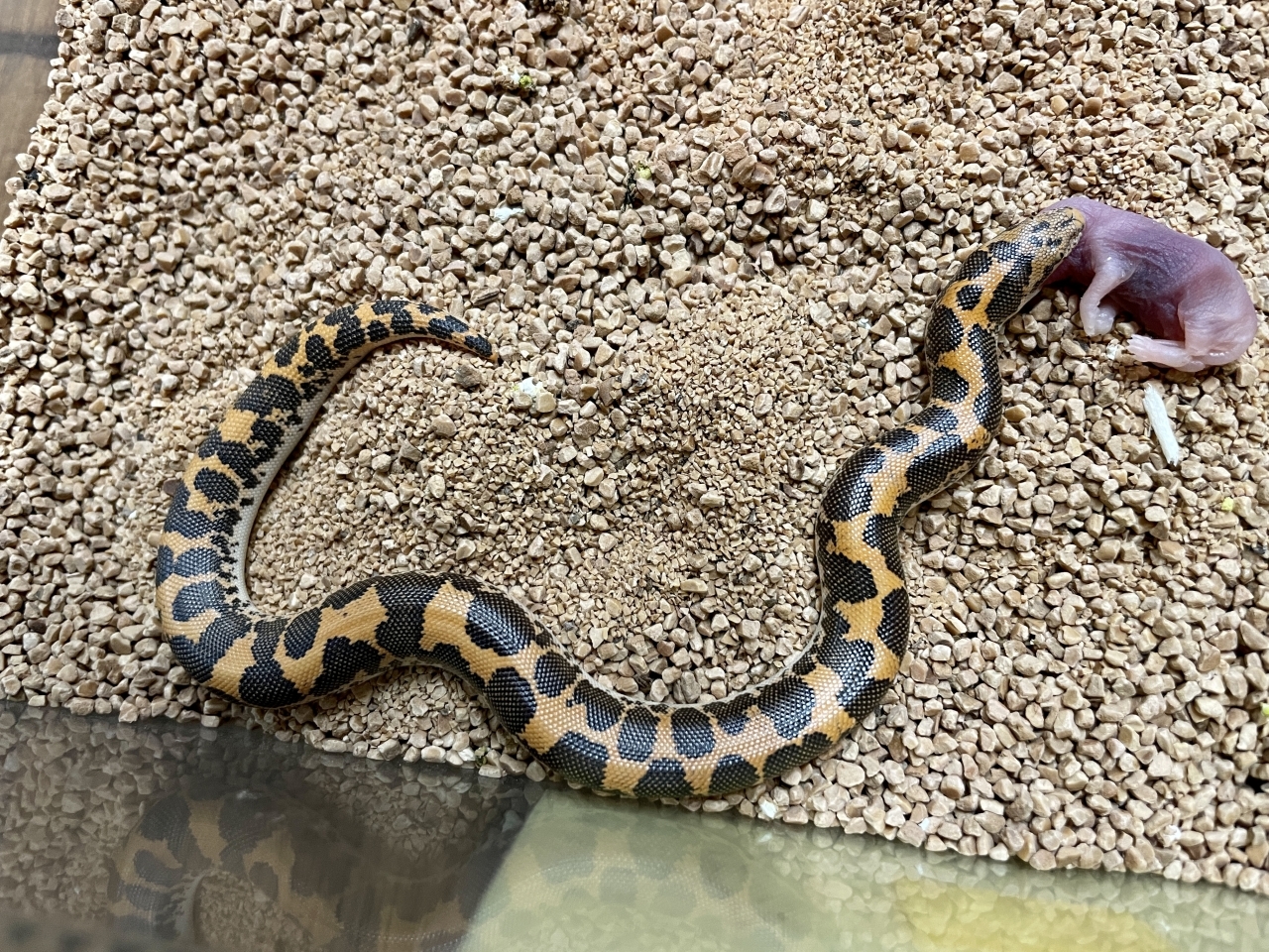 ケニアサンドボア（hetアネリ）(1)