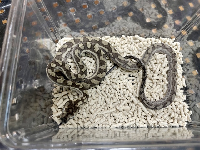 カーペットパイソン（キャラメルアザンティック）