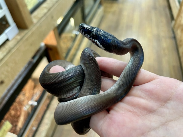 アルバーティスパイソン（キミカブラック）