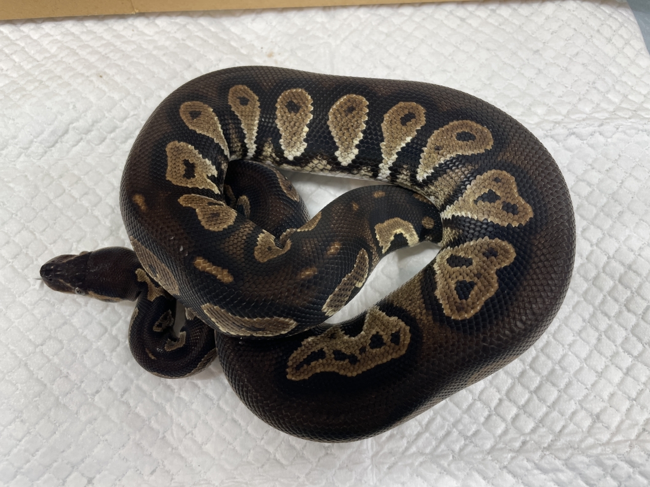 ボールパイソン（スーパーブラックヘッド66%クラウン）(1)