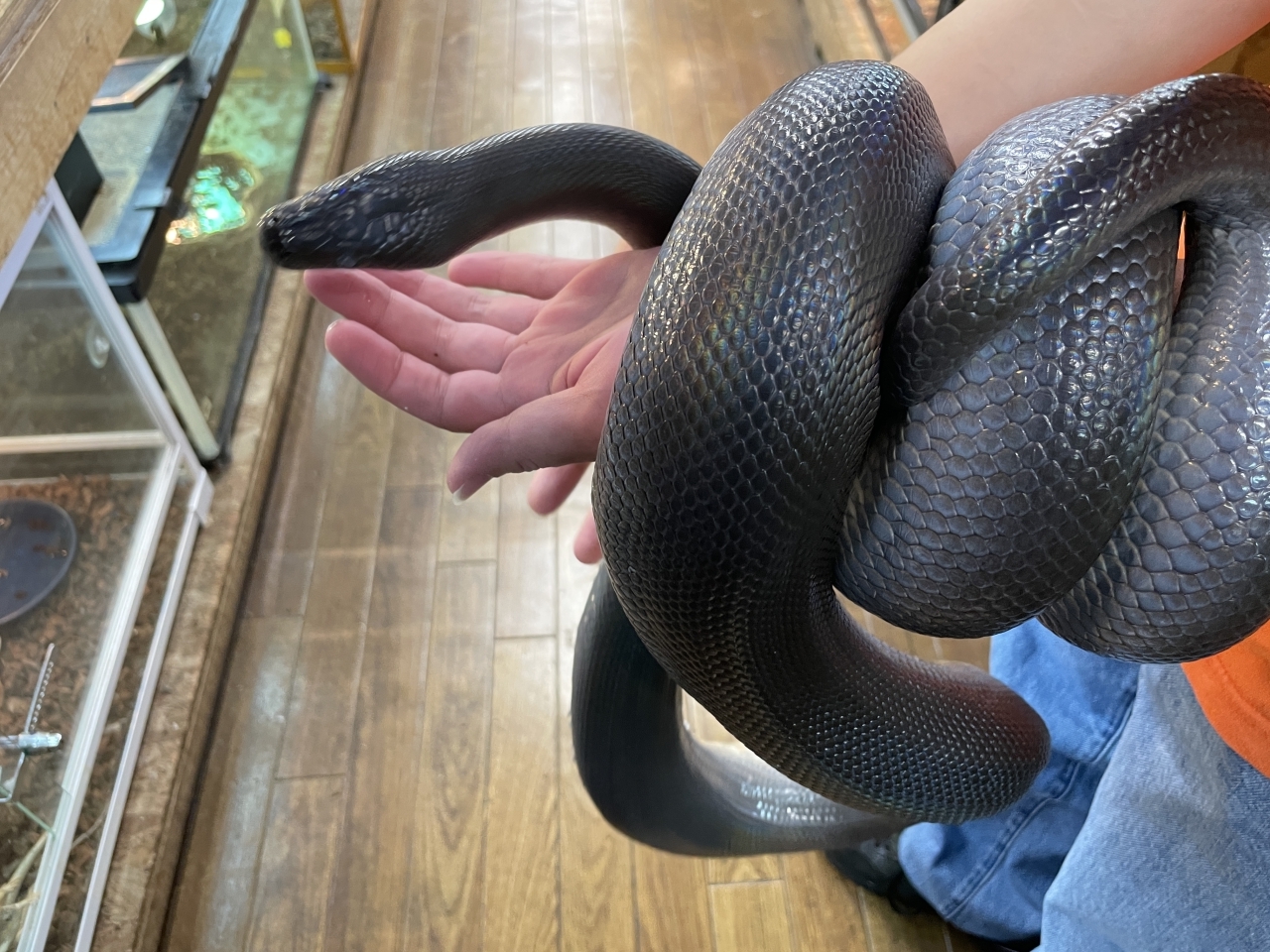 ウォーターパイソン(3)