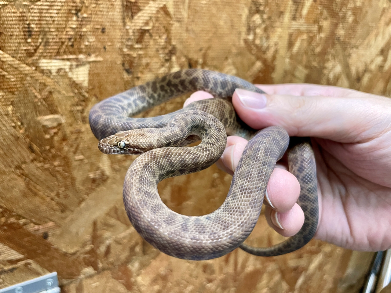 チルドレンパイソン(2)