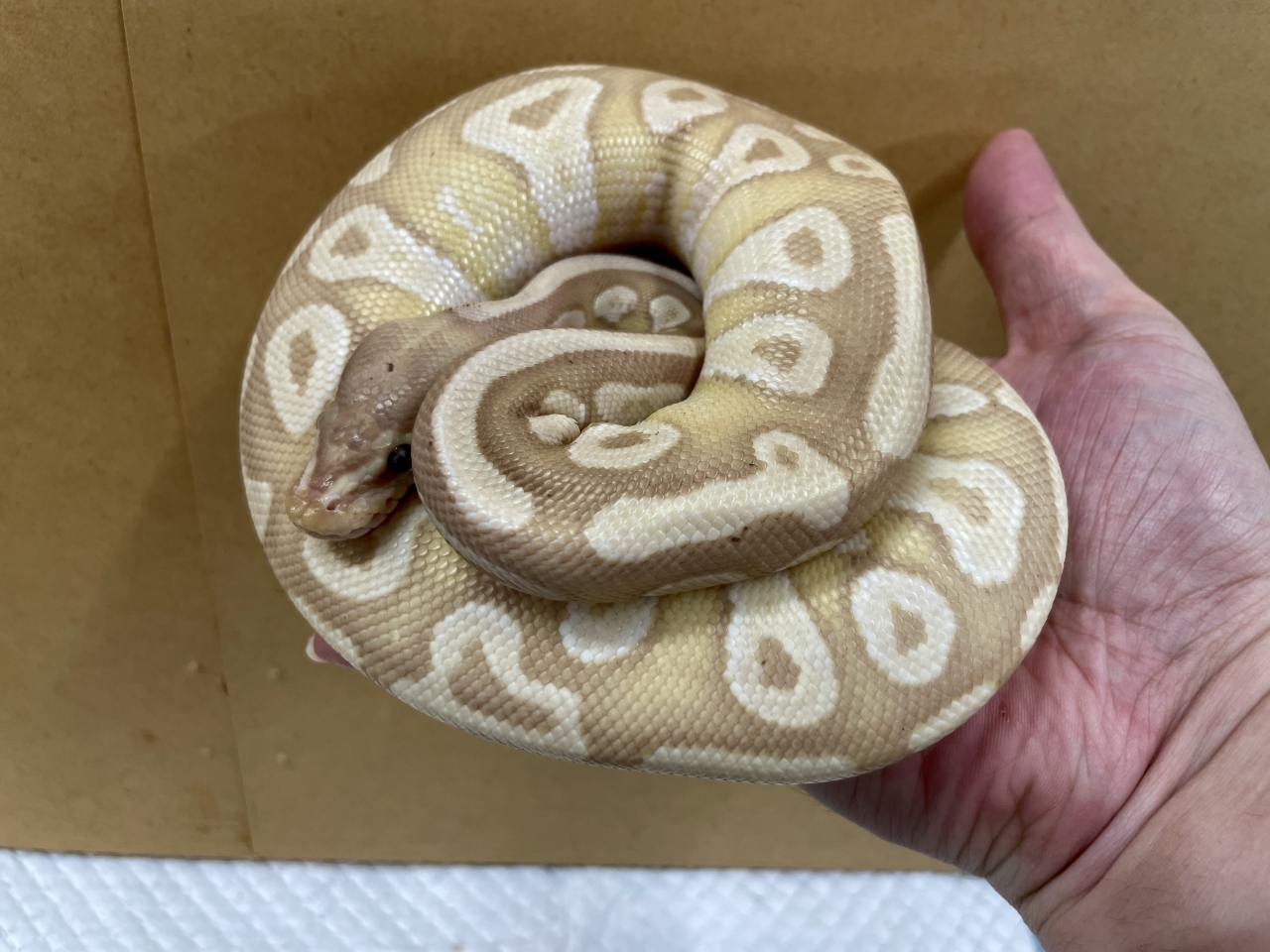 ボールパイソン（バナナレイズモハベhetパイ）(2)