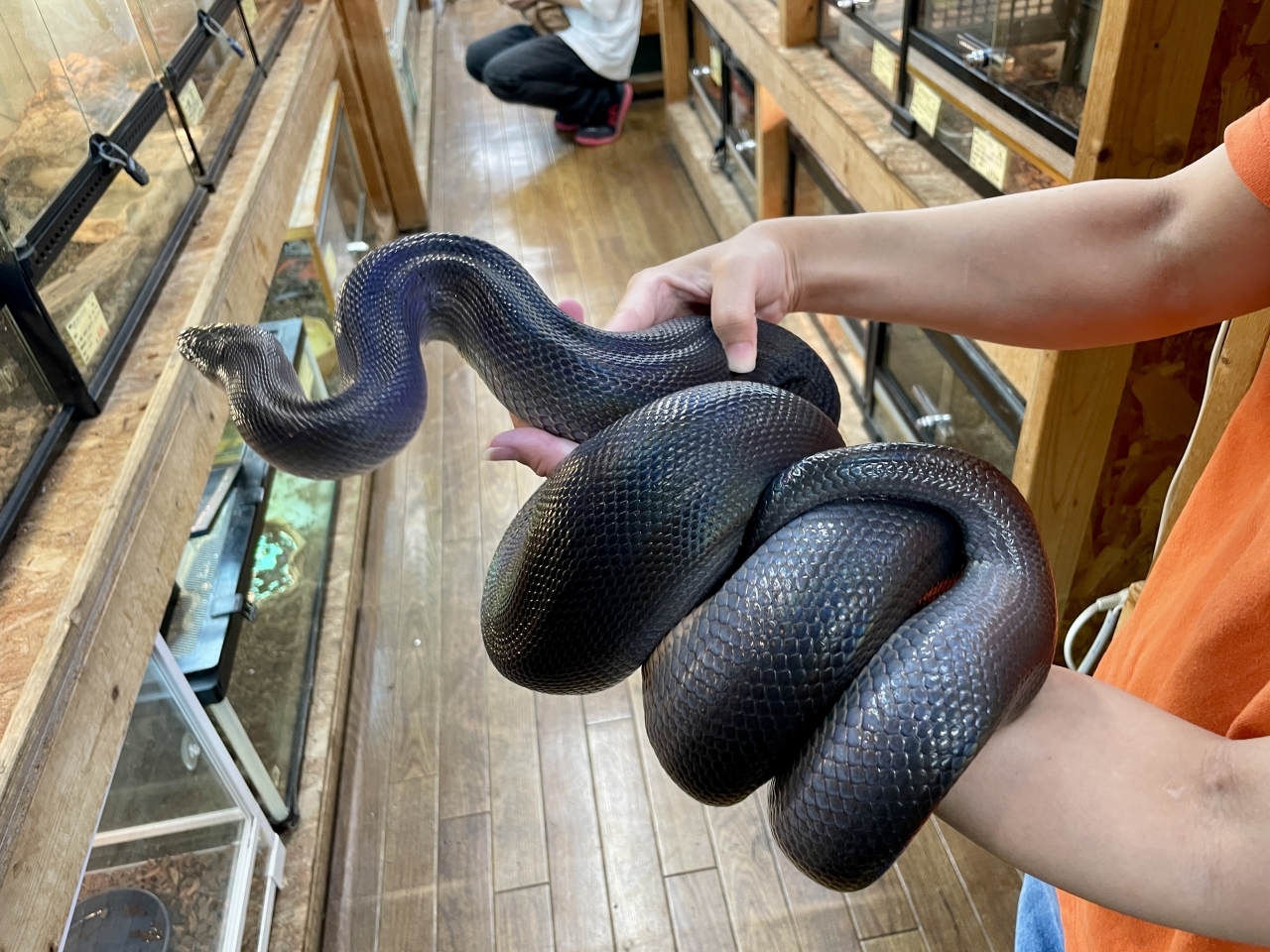 ウォーターパイソン(4)