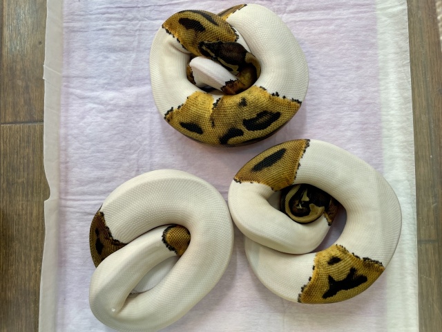 ボールパイソン（パイhetアルビノ）