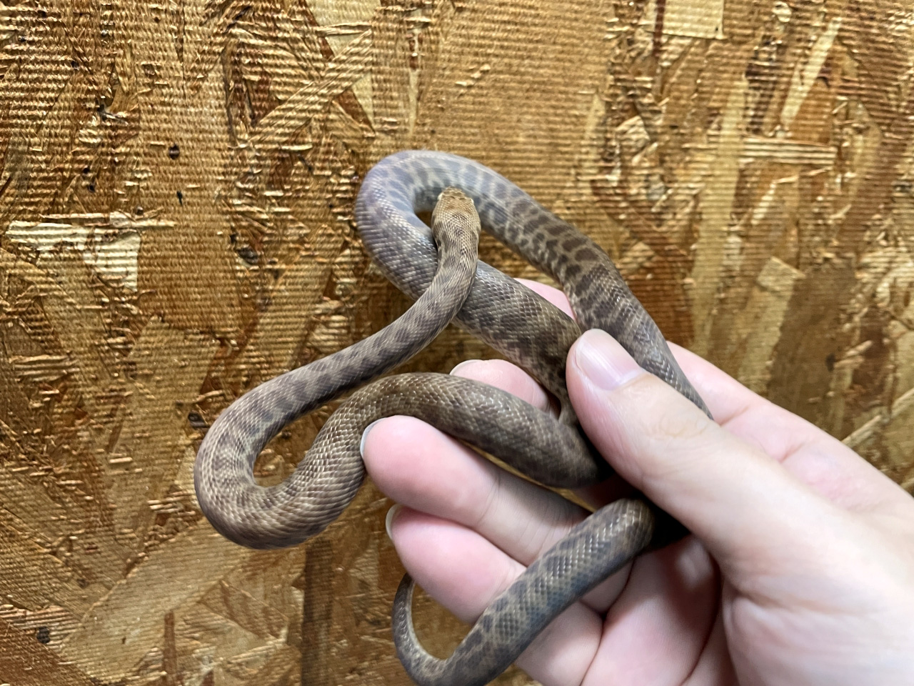 チルドレンパイソン(3)