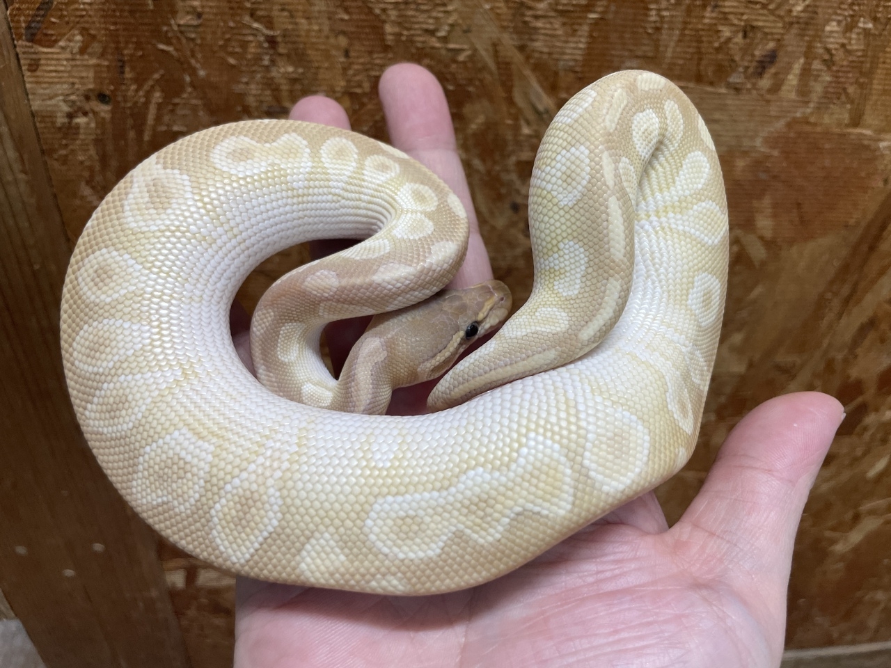 ボールパイソン（クリスタル）(1)