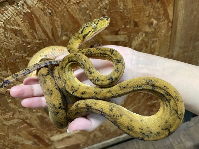 アマゾンツリーボア（イエロー）