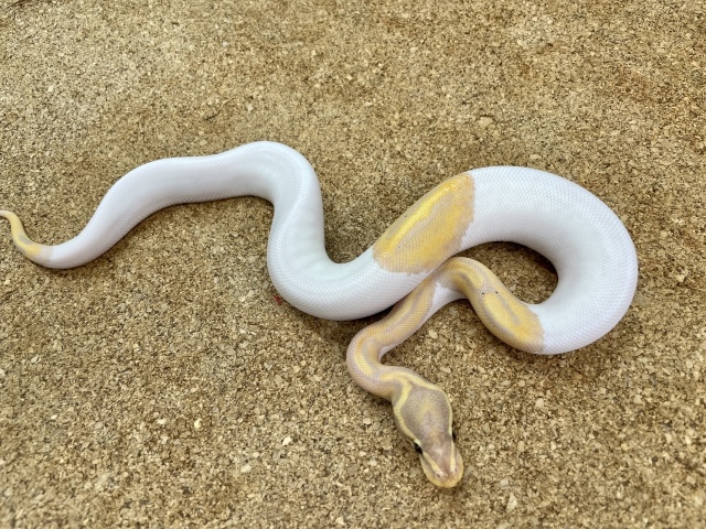 ボールパイソン（バナナパイ80％ホワイト）（No.4）