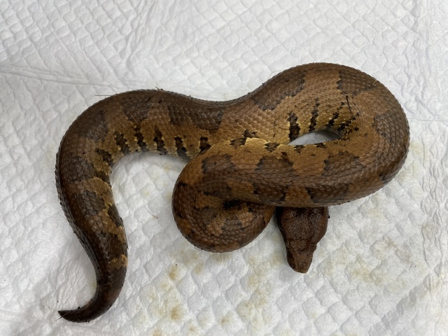 バイパーボア（イエロー）（No.6）