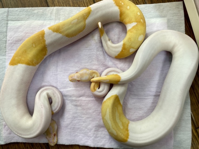 ボールパイソン（アルビノパイ）