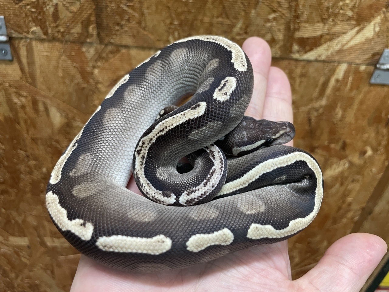 ボールパイソン（GHIモハベ）（No.1）(1)