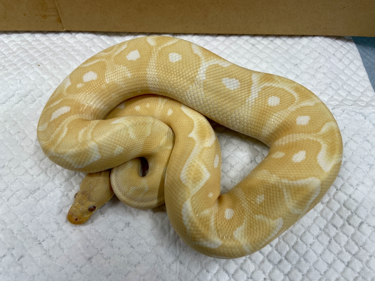 ボールパイソン（パステルグレイル）(1)