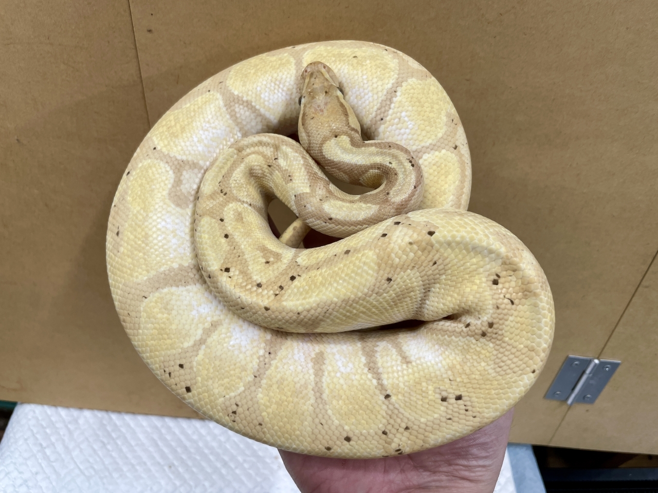 ボールパイソン（バナナエンチ）(2)