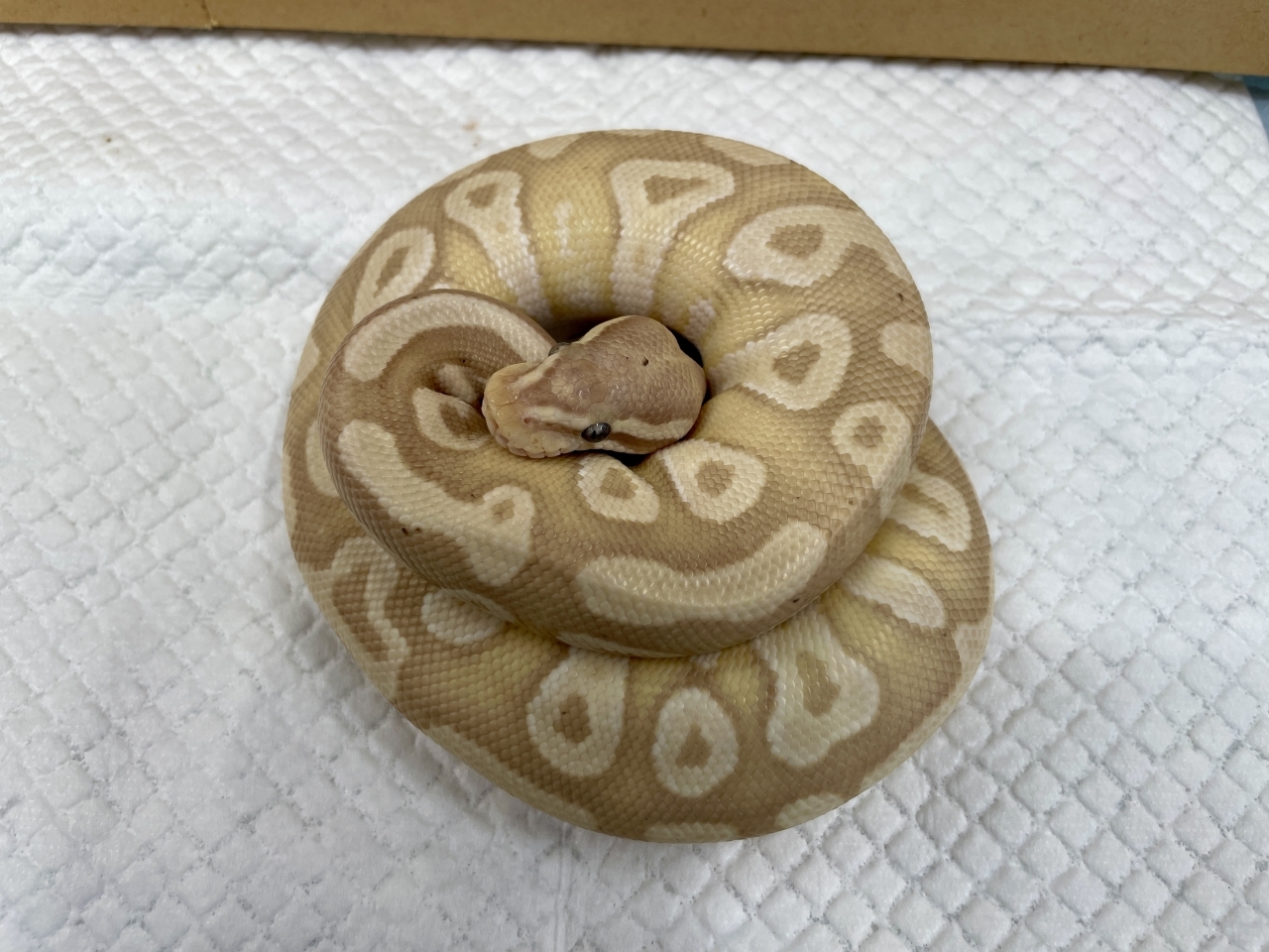 ボールパイソン（バナナレイズモハベhetパイ）(1)