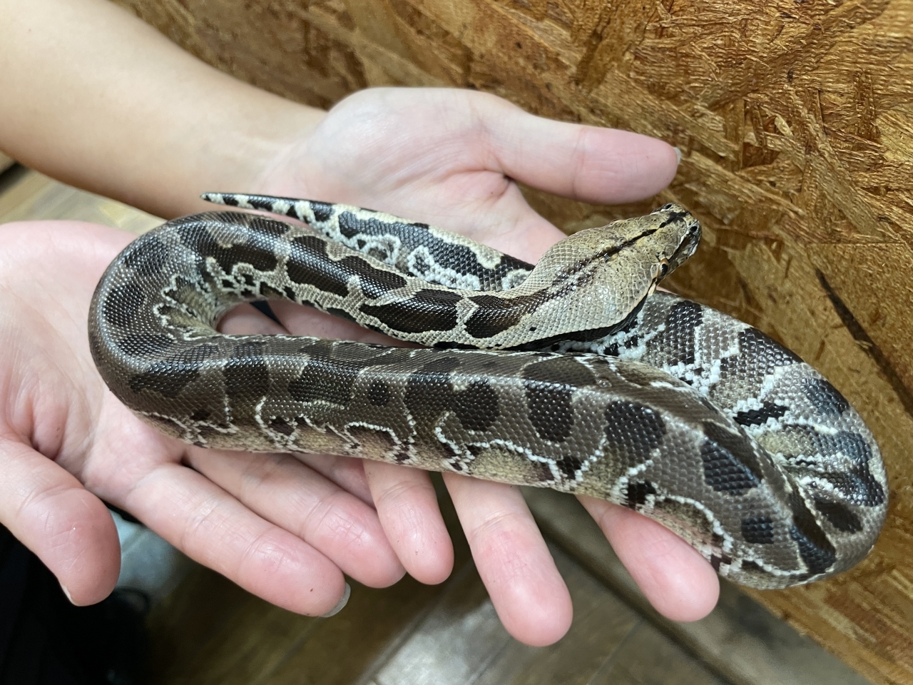 スマトラブラッドパイソン(1)