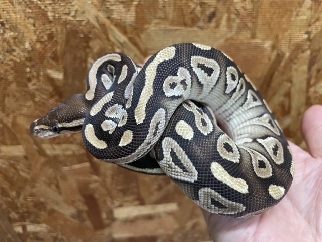 ボールパイソン（モハベ）