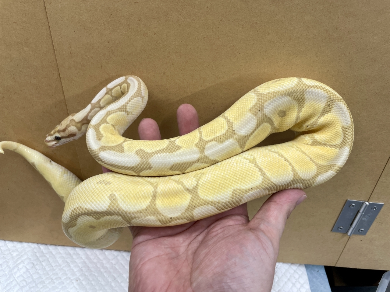 ボールパイソン（バナナモハベスパイダー）(2)