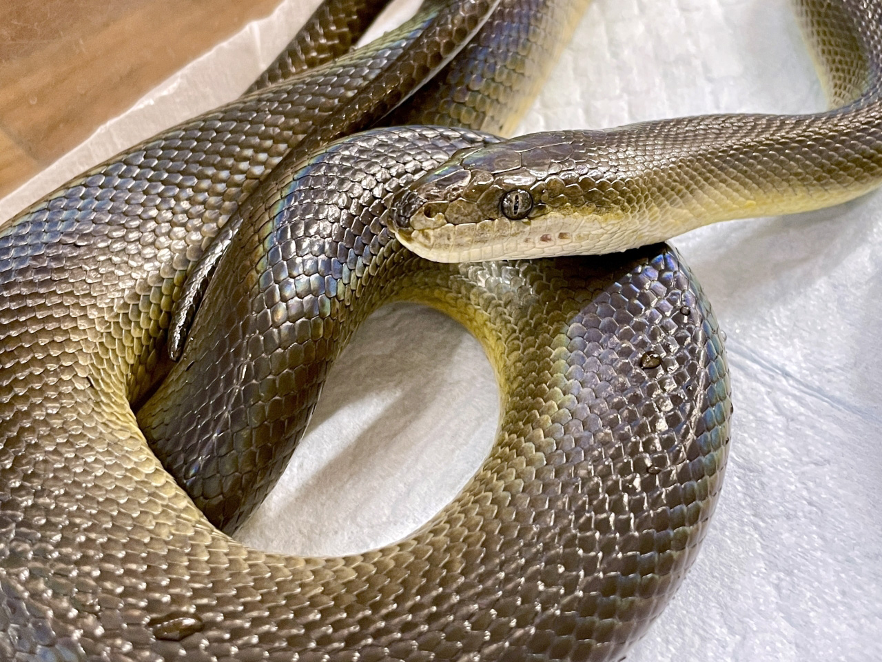 ウォーターパイソン(2)